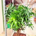 Indlæs billede i gallerivisning, Second Hand Dracaena Compacta – Robust Stueplante 140 cm i Cementkrukke
