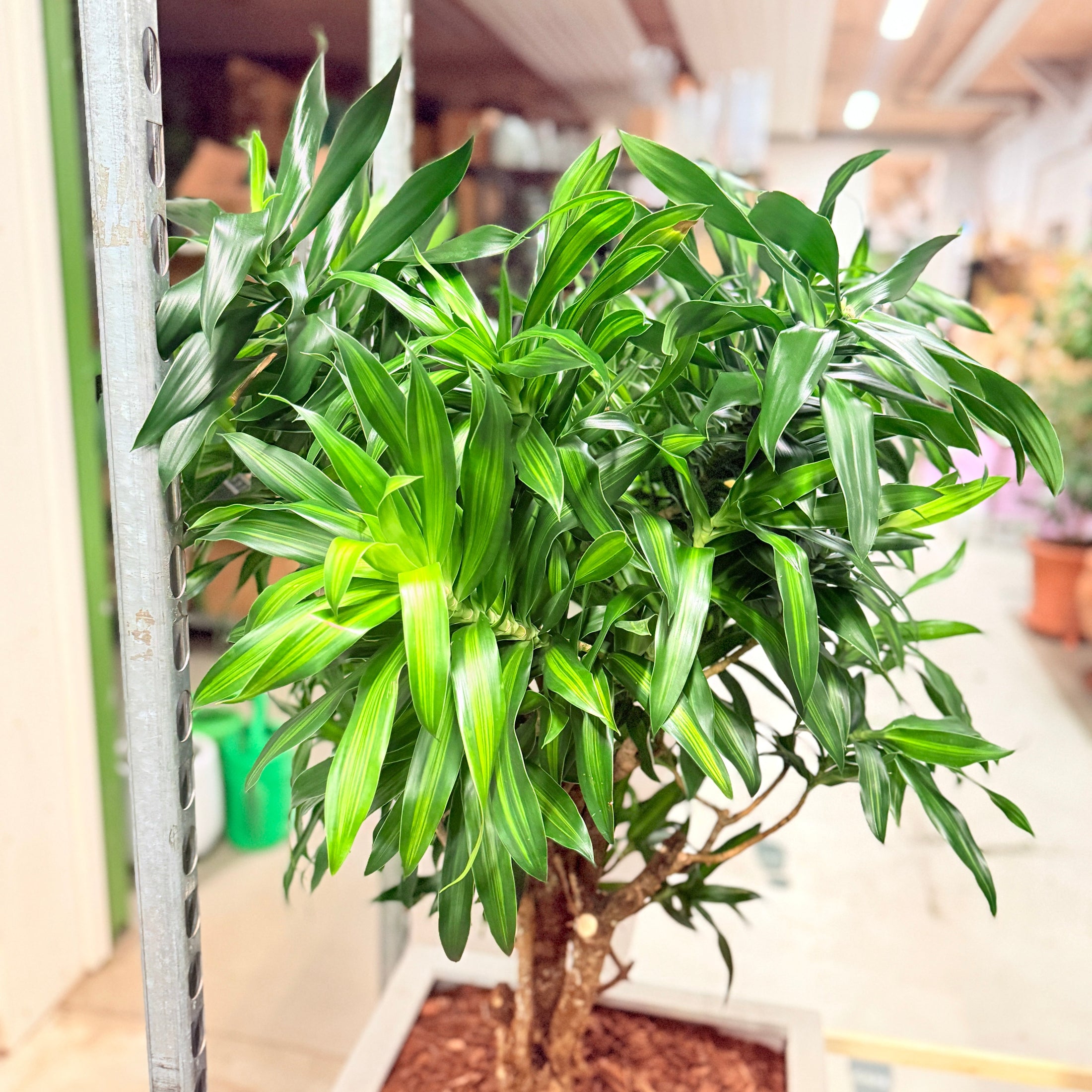 Second Hand Dracaena Compacta – Robust Stueplante 140 cm i Cementkrukke