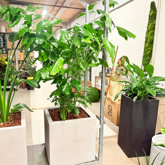 Second Hand Fiskehalepalme – Caryota Mitis 120 cm i Lys Krukke