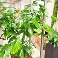 Indlæs billede i gallerivisning, Second Hand Fiskehalepalme – Caryota Mitis 120 cm i Lys Krukke
