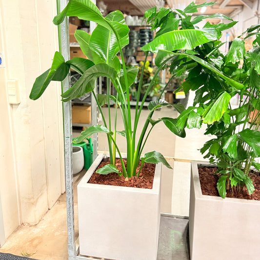 Paradisfugl (Strelitzia nicolai) i cementkrukke – ca. 170 cm høj