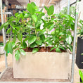 Indlæs billede i gallerivisning, Second Hand Ficus Audrey – Ficus Benghalensis 140 cm i Cementkumme
