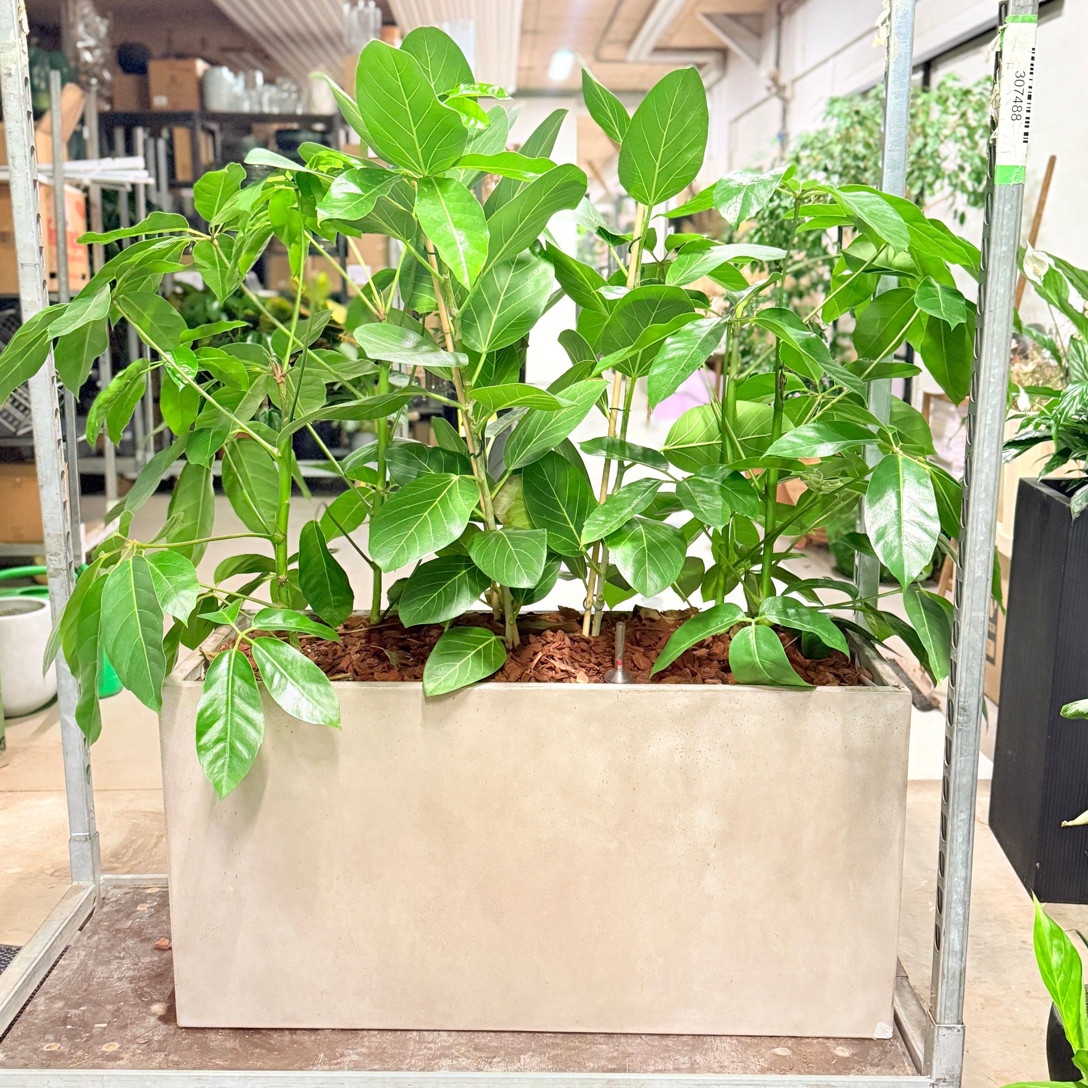 Second Hand Ficus Audrey – Ficus Benghalensis 140 cm i Cementkumme