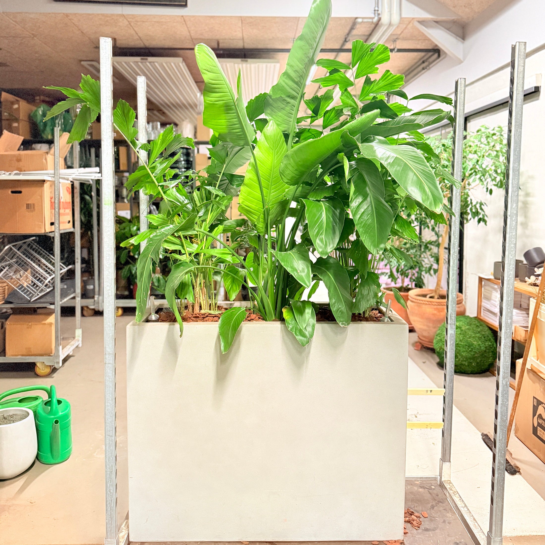 Second Hand Plantekumme – Fiskehalepalme og Strelitzia 200 cm