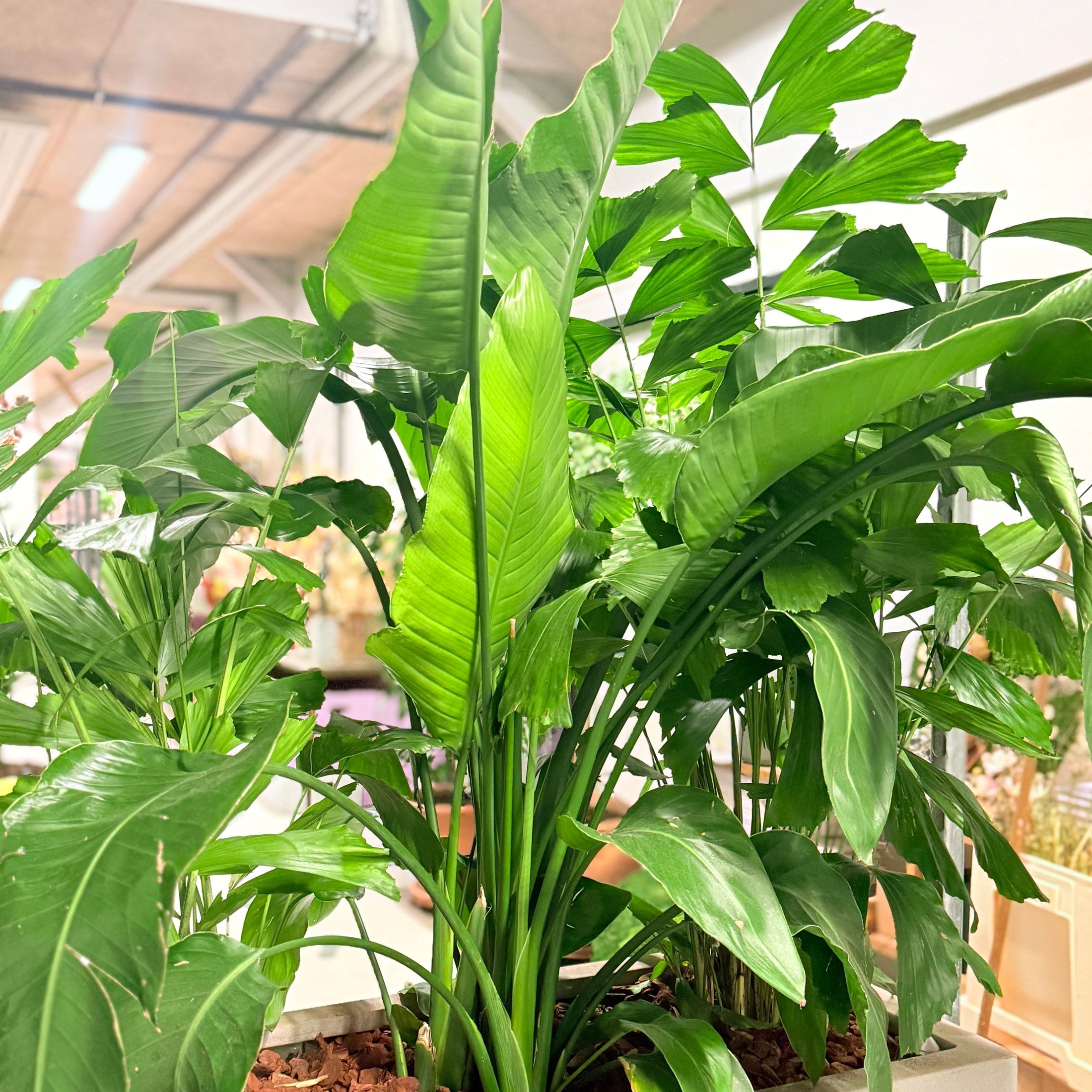 Second Hand Plantekumme – Fiskehalepalme og Strelitzia 200 cm