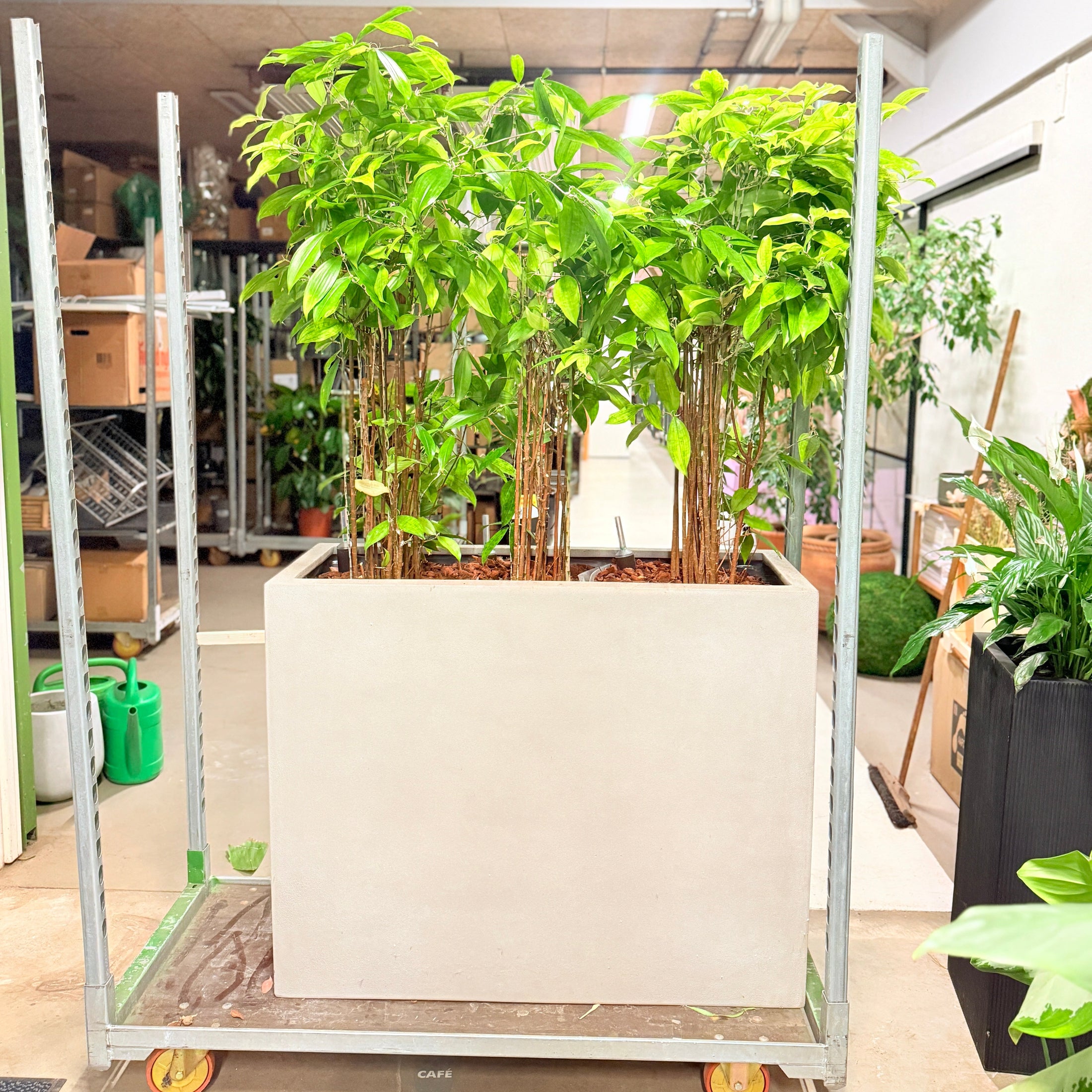 Second Hand Dracaena Surculosa – Plettet Stueplante 180 cm i Cementkumme