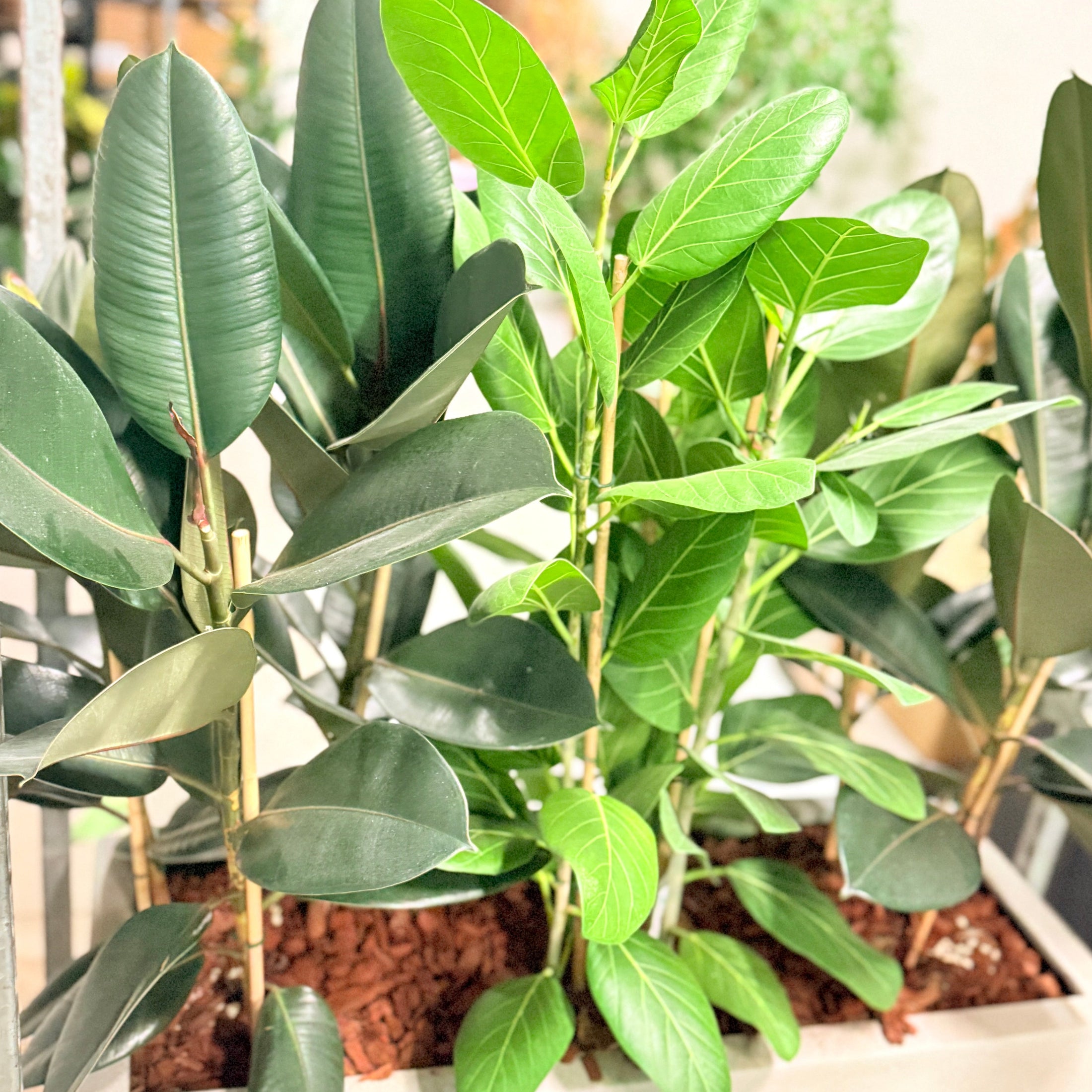 Second Hand Plantekumme – Gummifigen og Ficus Altissima 160-170 cm