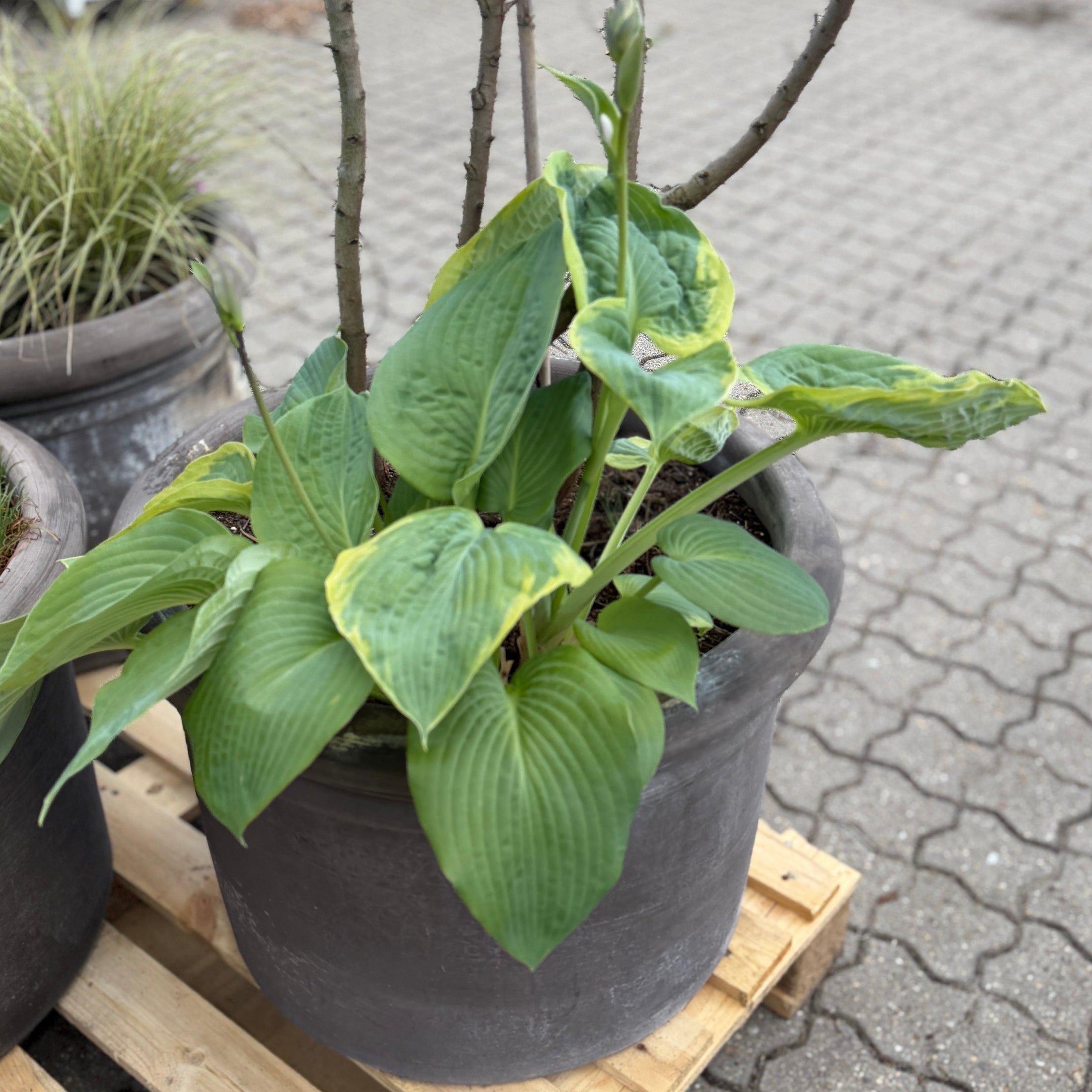 Eukalyptus og Hosta i Benocci Toscana Krukke – Eksklusiv Terrassebeplantning