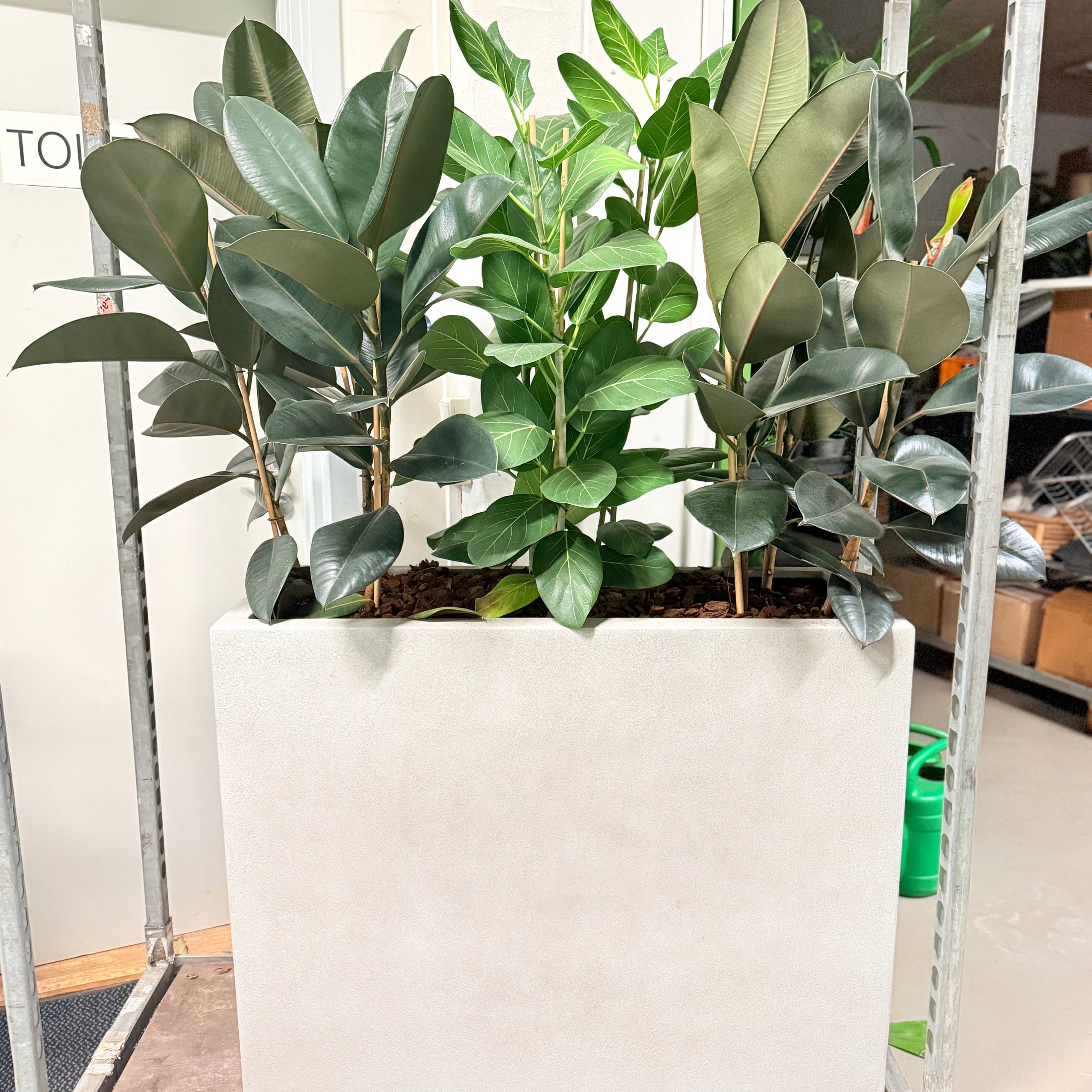 Second Hand Plantekumme – Gummifigen og Ficus Altissima 160-170 cm