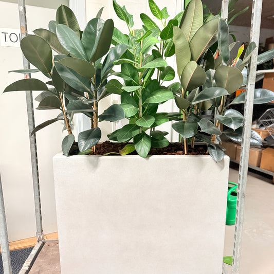 Second Hand Plantekumme – Gummifigen og Ficus Altissima 160-170 cm