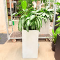 Indlæs billede i gallerivisning, Second Hand Aglaonema – Kinesisk Stedsegrøn 100 cm i Hvid Krukke
