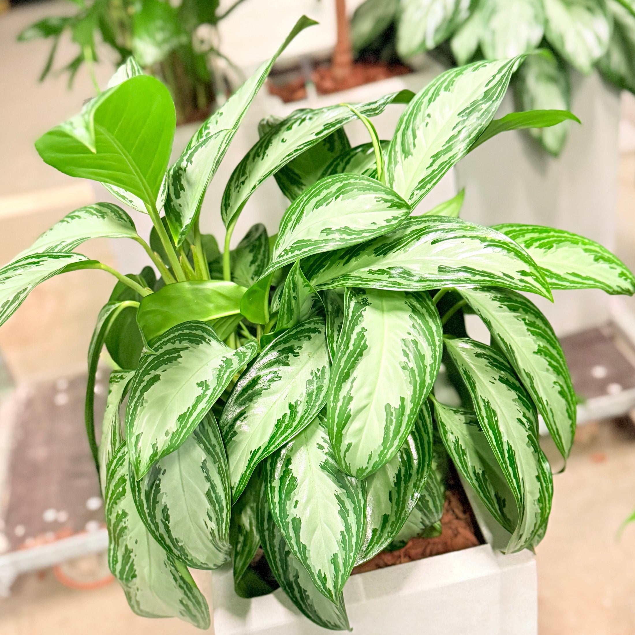 Second Hand Aglaonema – Kinesisk Stedsegrøn 100 cm i Hvid Krukke