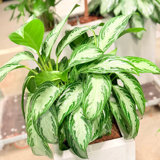 Second Hand Aglaonema – Kinesisk Stedsegrøn 100 cm i Hvid Krukke