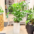 Indlæs billede i gallerivisning, Second Hand Fiskehalepalme – Caryota Mitis 150 cm i Hvid Krukke
