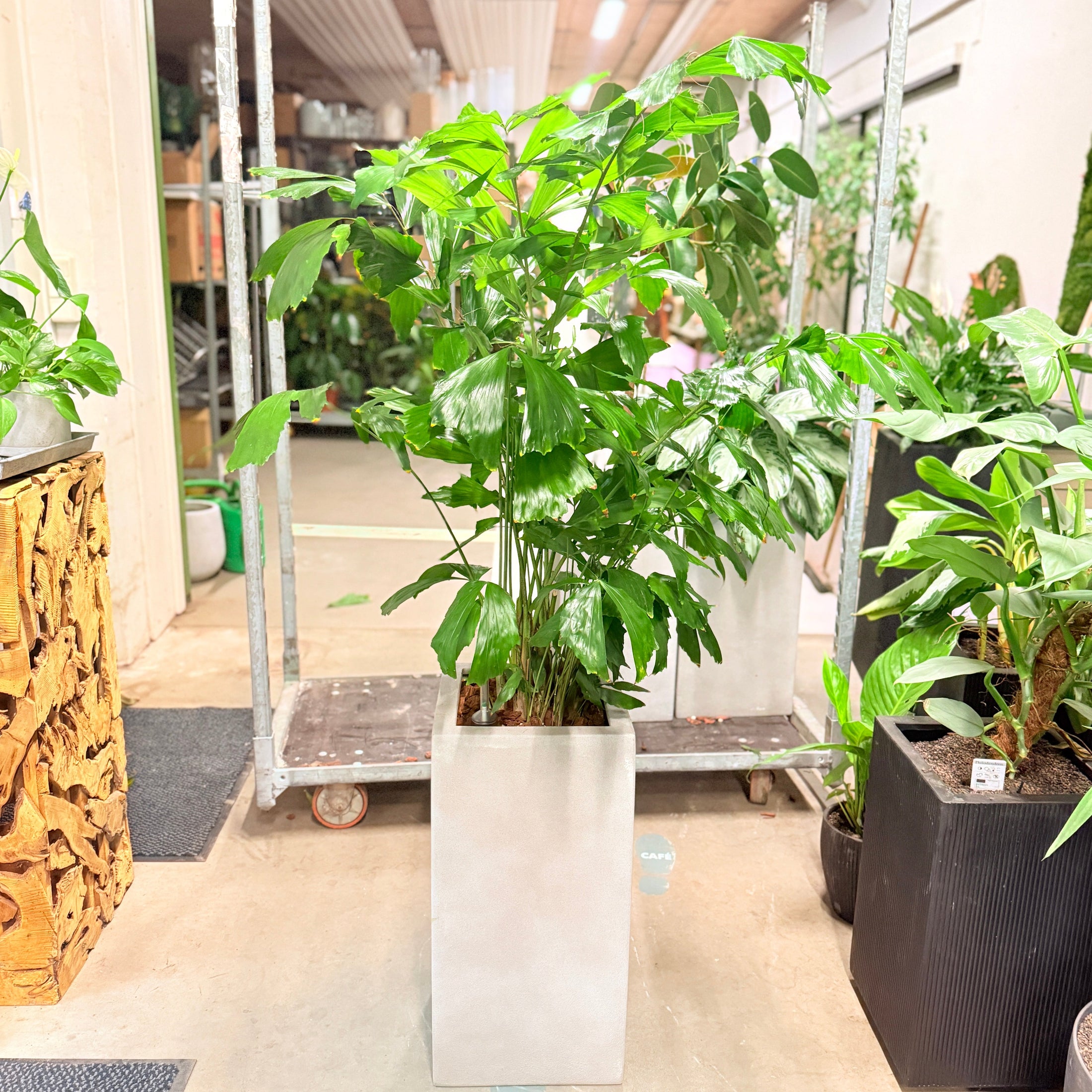 Second Hand Fiskehalepalme – Caryota Mitis 150 cm i Hvid Krukke