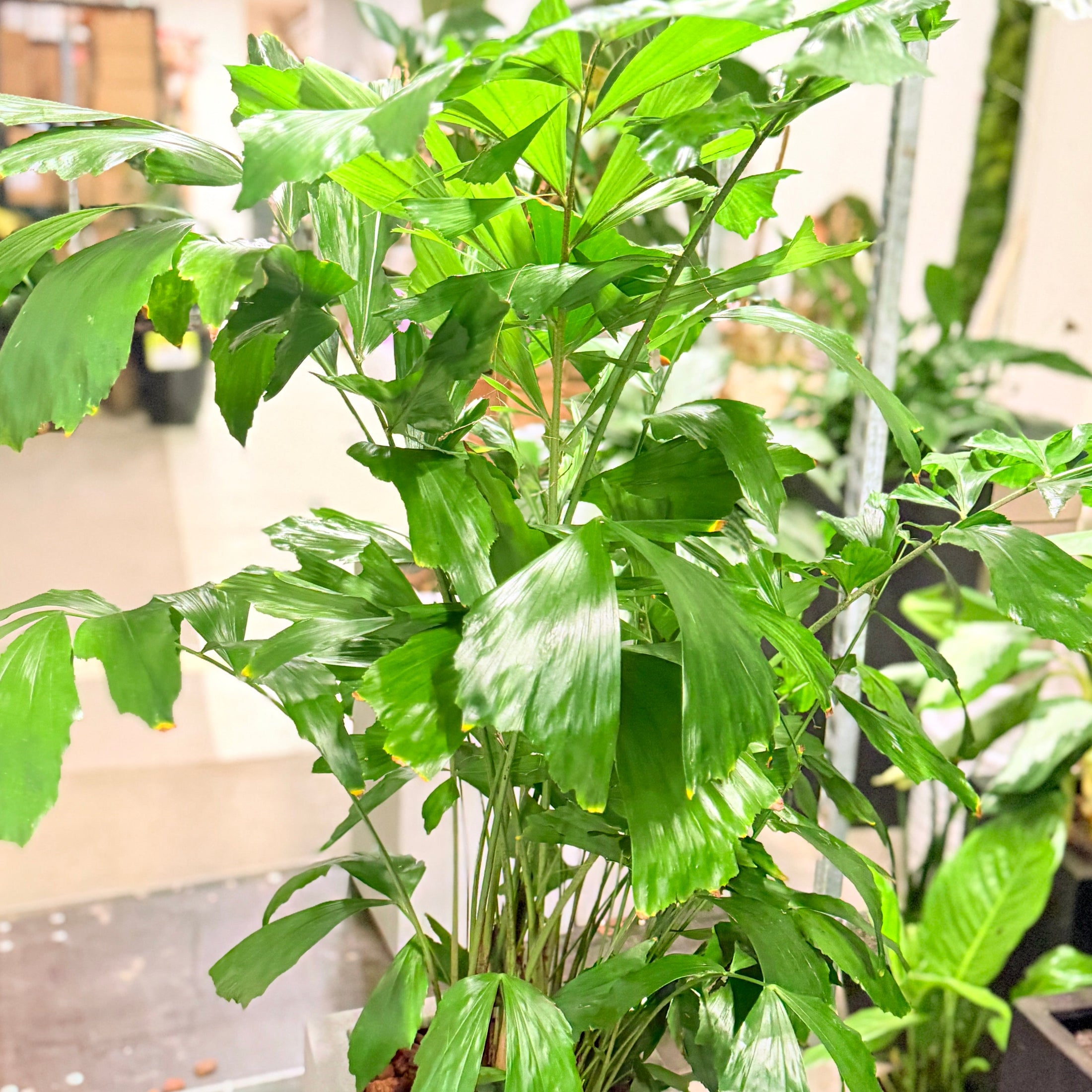 Second Hand Fiskehalepalme – Caryota Mitis 150 cm i Hvid Krukke