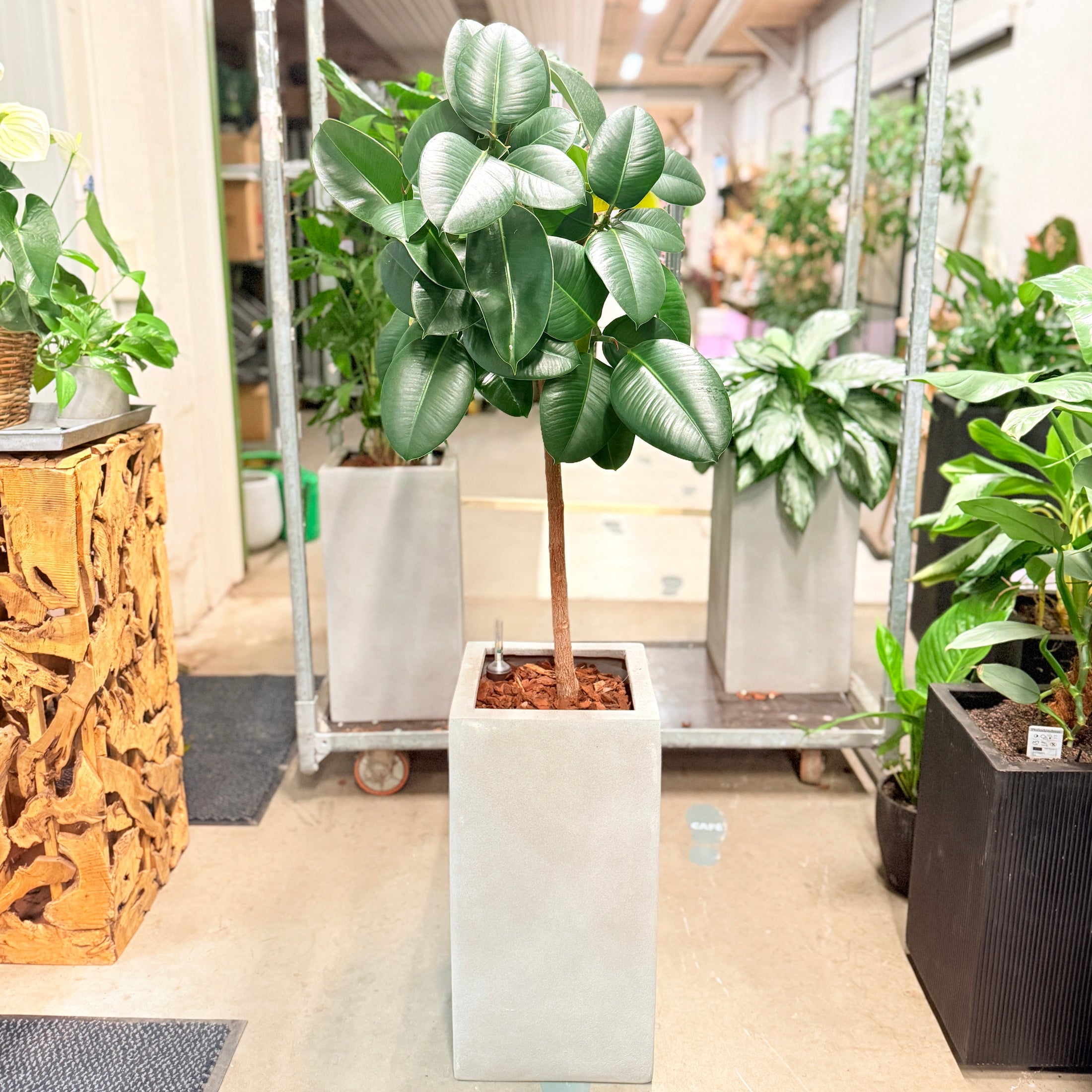 Second Hand Gummifigen – Ficus Elastica 150 cm i Hvid Krukke