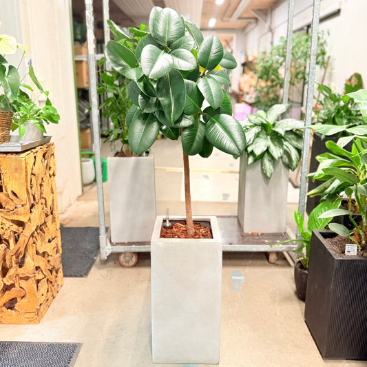 Second Hand Gummifigen – Ficus Elastica 150 cm i Hvid Krukke