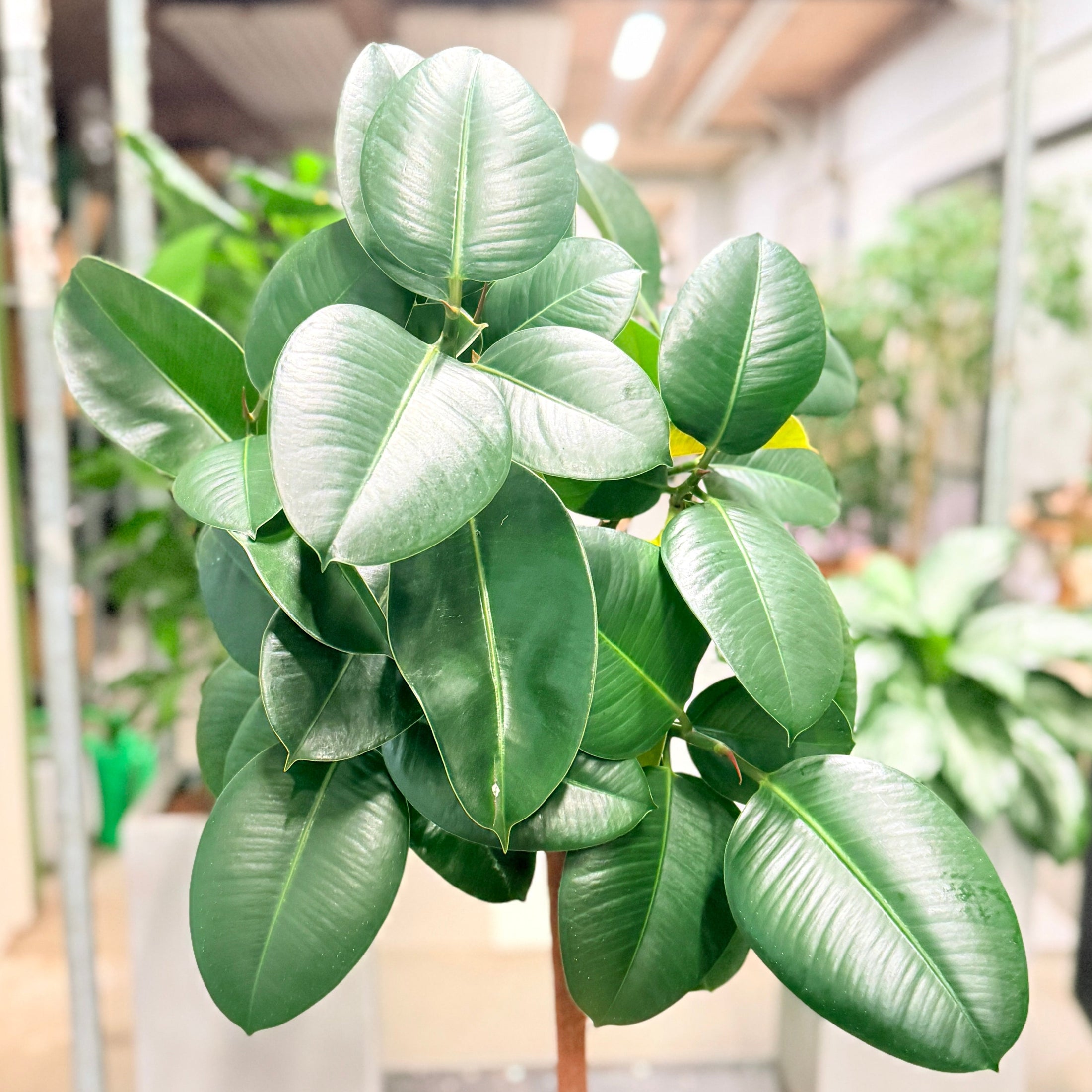 Second Hand Gummifigen – Ficus Elastica 150 cm i Hvid Krukke