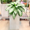 Indlæs billede i gallerivisning, Second Hand Aglaonema – Kinesisk Stedsegrøn 90 cm i Hvid Krukke
