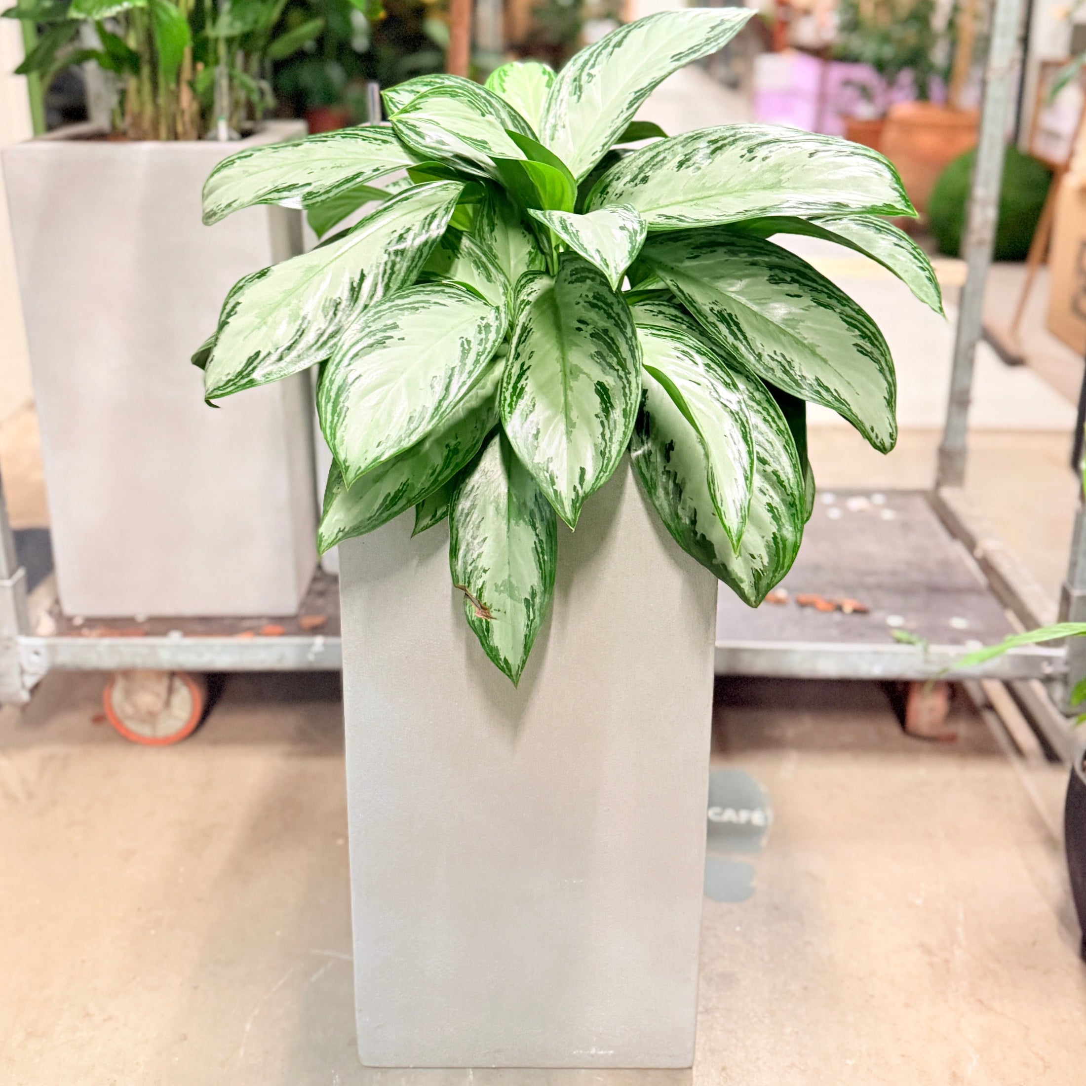 Second Hand Aglaonema – Kinesisk Stedsegrøn 90 cm i Hvid Krukke