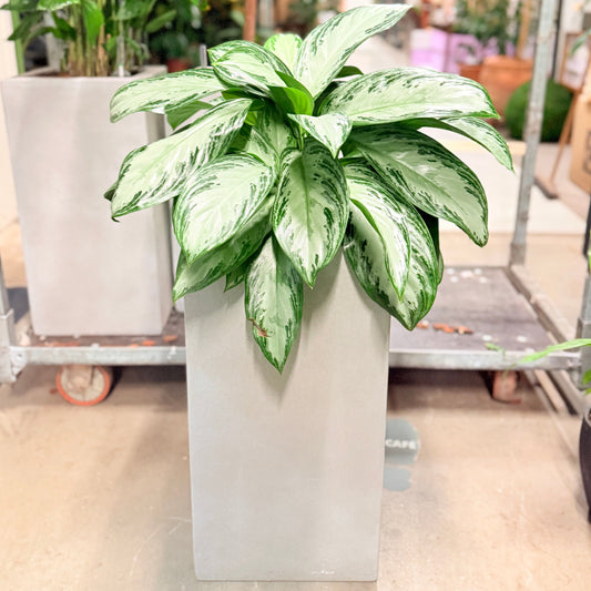 Second Hand Aglaonema – Kinesisk Stedsegrøn 90 cm i Hvid Krukke