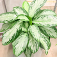 Indlæs billede i gallerivisning, Second Hand Aglaonema – Kinesisk Stedsegrøn 90 cm i Hvid Krukke
