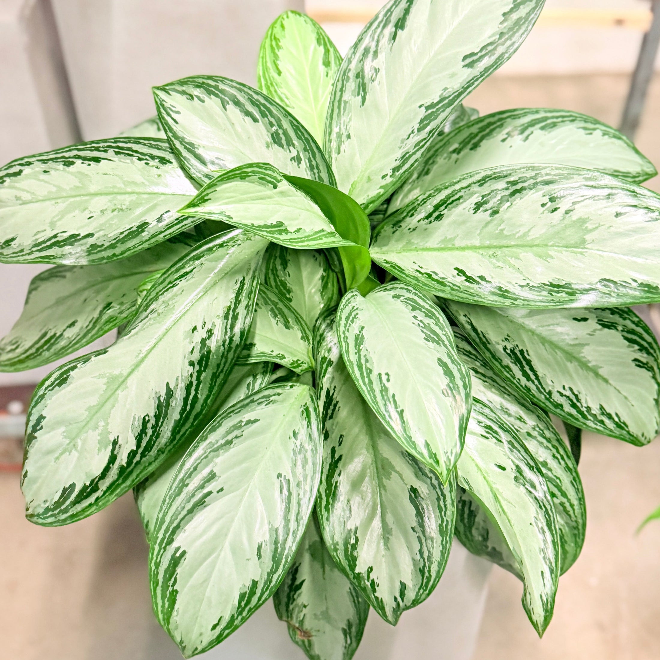 Second Hand Aglaonema – Kinesisk Stedsegrøn 90 cm i Hvid Krukke