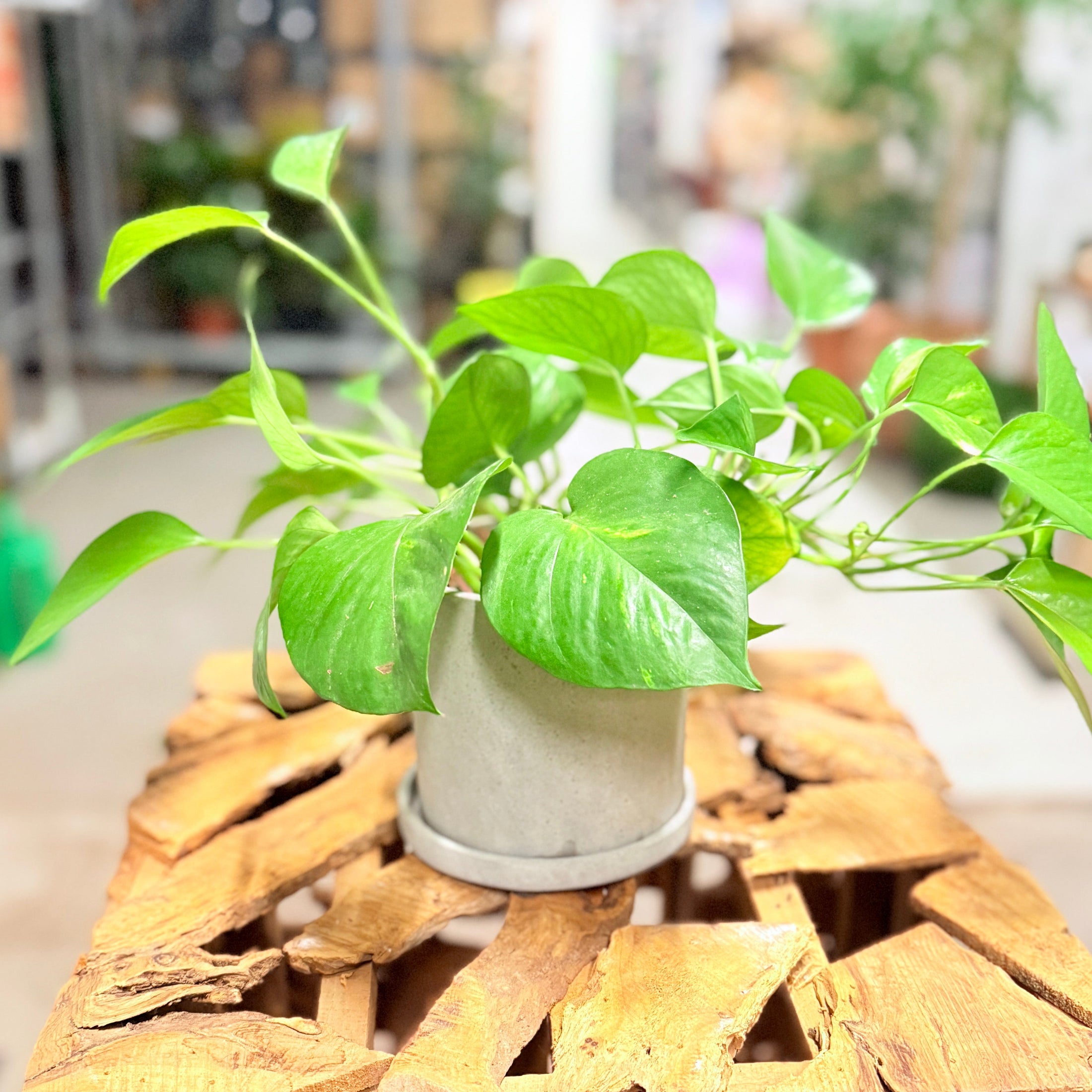 Second Hand Guldranke – Epipremnum Aureum 30 cm i Grå Krukke