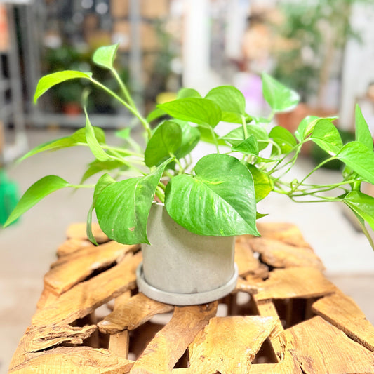 Second Hand Guldranke – Epipremnum Aureum 30 cm i Grå Krukke
