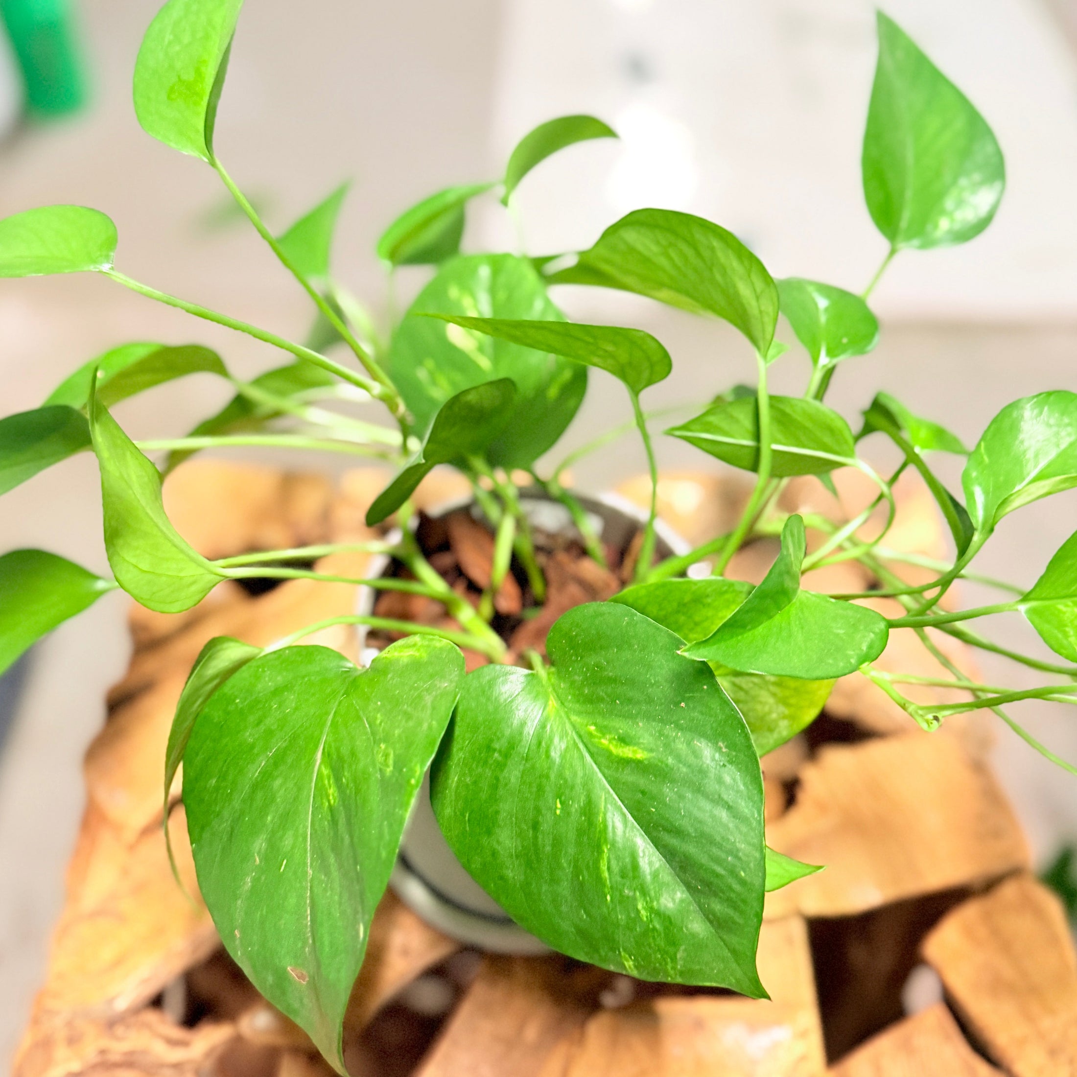 Second Hand Guldranke – Epipremnum Aureum 30 cm i Grå Krukke