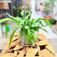 Indlæs billede i gallerivisning, Second Hand Kængurubregne – Microsorum Diversifolium 25 cm i Grå Krukke
