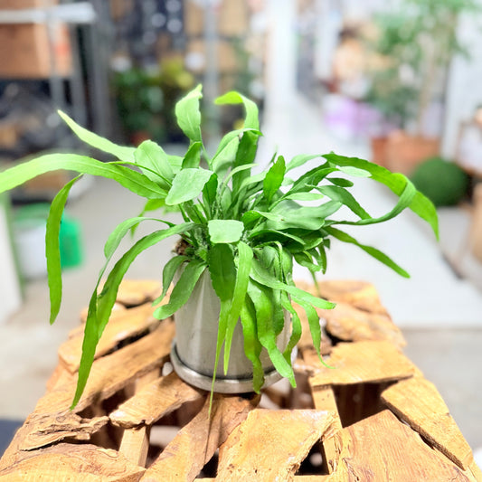 Second Hand Kængurubregne – Microsorum Diversifolium 25 cm i Grå Krukke