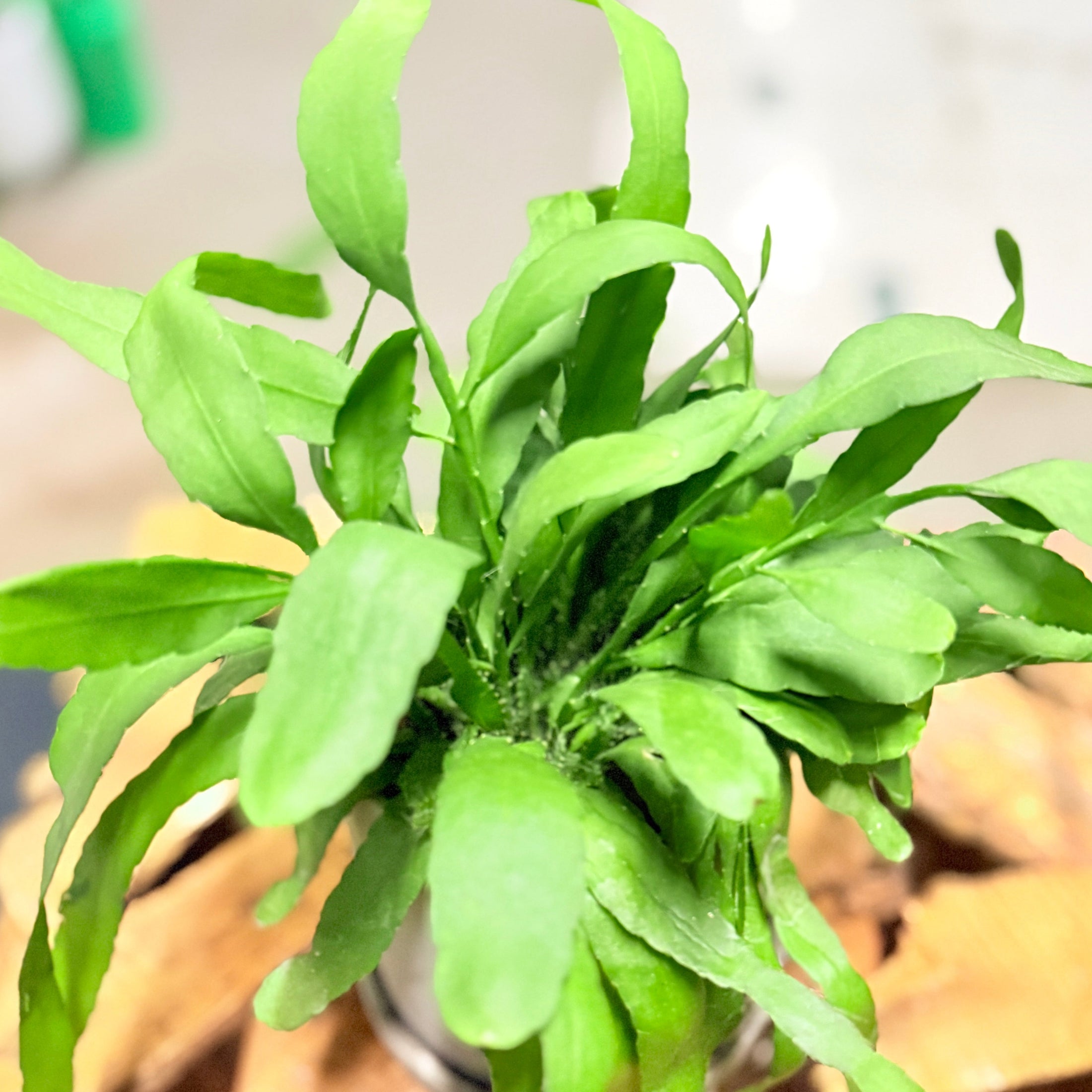 Second Hand Kængurubregne – Microsorum Diversifolium 25 cm i Grå Krukke