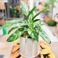 Indlæs billede i gallerivisning, Second Hand Aglaonema – Smalbladet Kinesisk Stedsegrøn 30 cm i Grå Krukke
