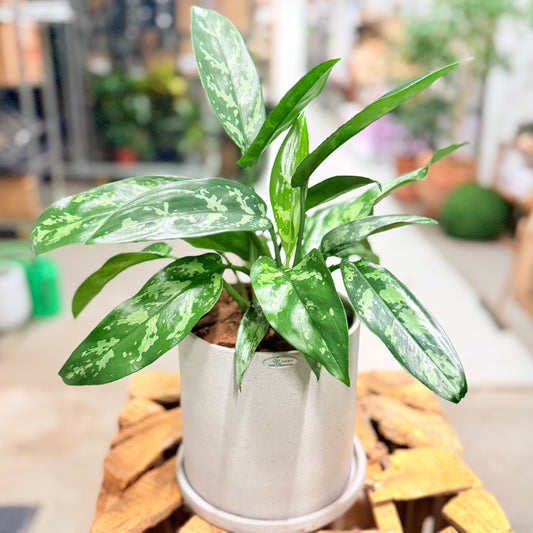 Second Hand Aglaonema – Smalbladet Kinesisk Stedsegrøn 30 cm i Grå Krukke