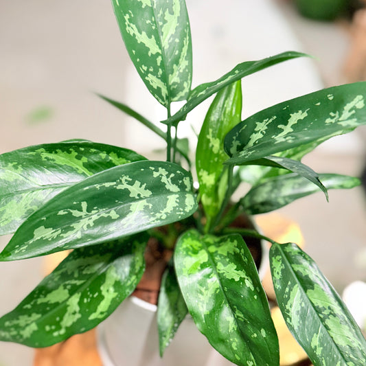 Second Hand Aglaonema – Smalbladet Kinesisk Stedsegrøn 30 cm i Grå Krukke