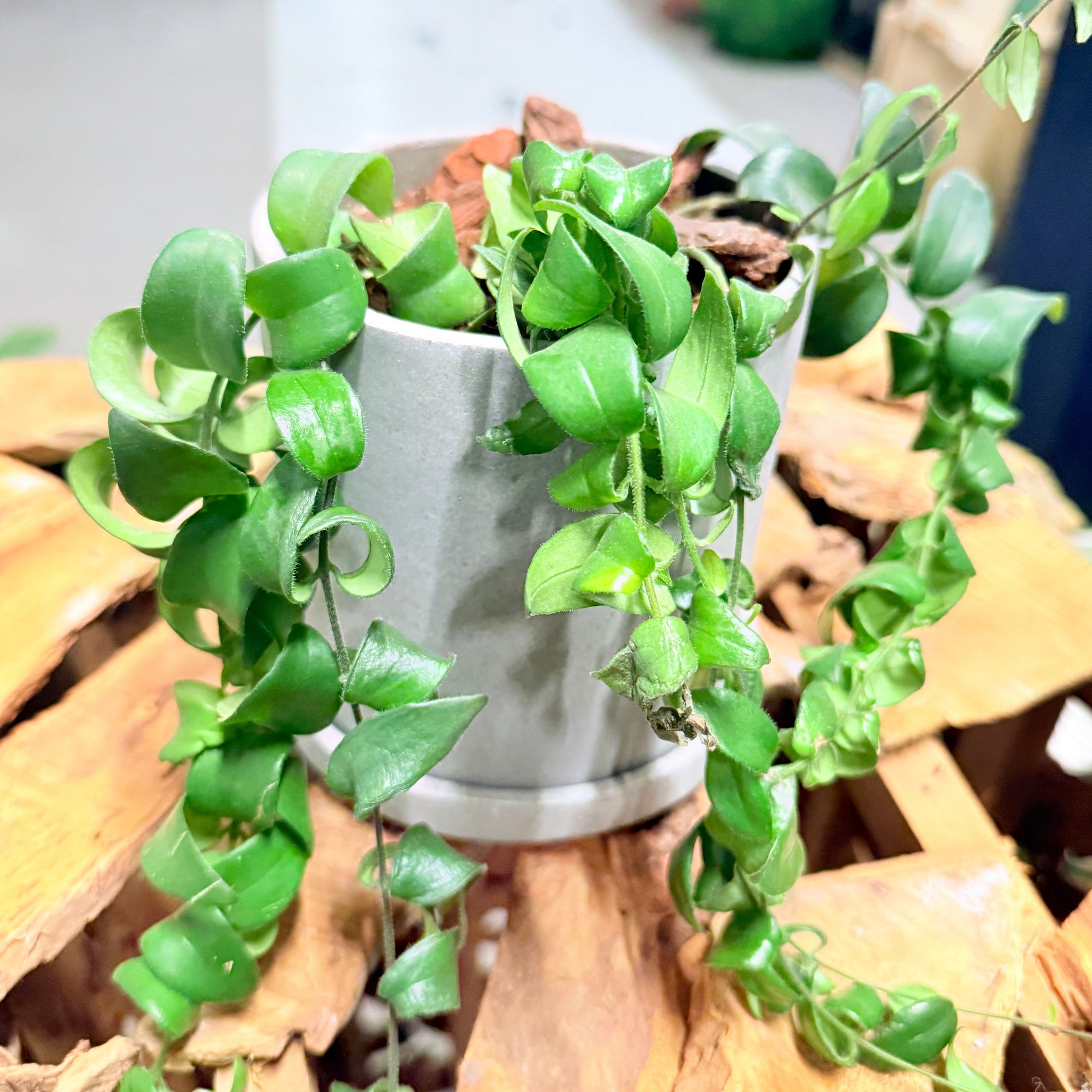 Second Hand Læbestiftplante – Aeschynanthus Radicans Rasta 25 cm i Grå Krukke