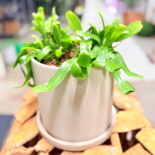 Second Hand Rhipsalis – Misteltenkaktus 20 cm i Grå Krukke