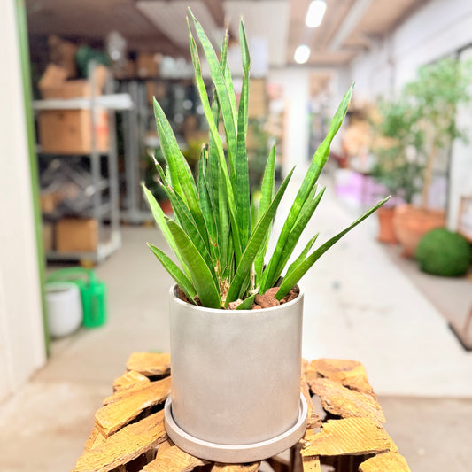 Second Hand Buehamp – Sansevieria Fernwood 45 cm i Fiber-Cement Krukke