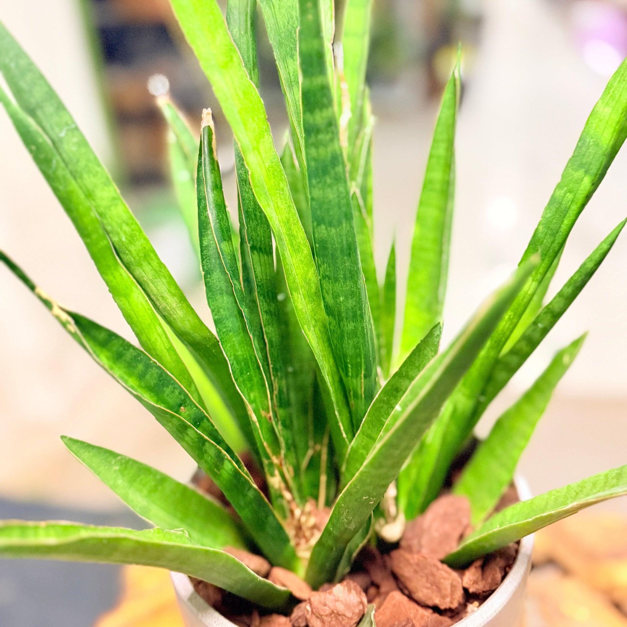 Second Hand Buehamp – Sansevieria Fernwood 45 cm i Fiber-Cement Krukke