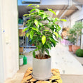 Indlæs billede i gallerivisning, Second Hand Kinesisk Bambus – Dracaena Surculosa 70 cm i Fiber-Cement Krukke
