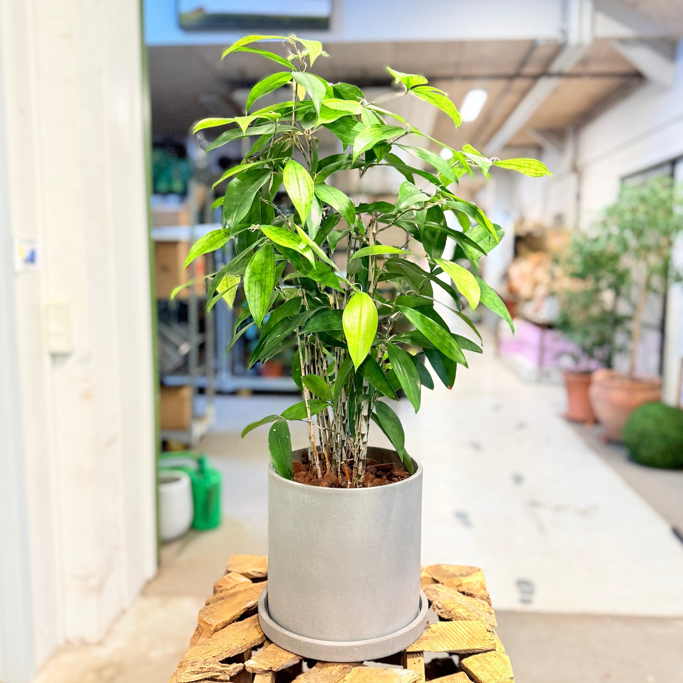 Second Hand Kinesisk Bambus – Dracaena Surculosa 70 cm i Fiber-Cement Krukke