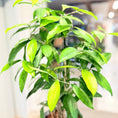 Indlæs billede i gallerivisning, Second Hand Kinesisk Bambus – Dracaena Surculosa 70 cm i Fiber-Cement Krukke
