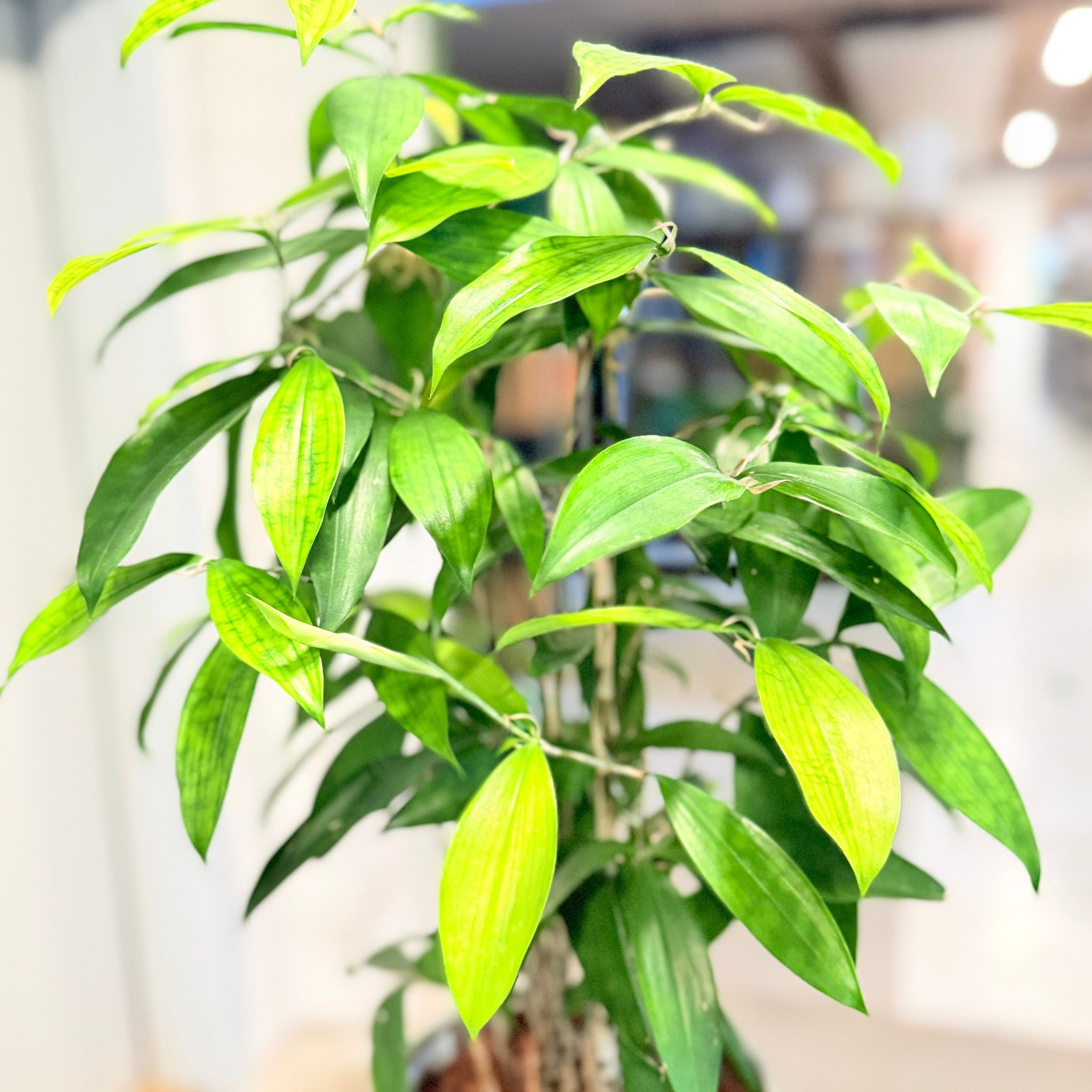 Second Hand Kinesisk Bambus – Dracaena Surculosa 70 cm i Fiber-Cement Krukke