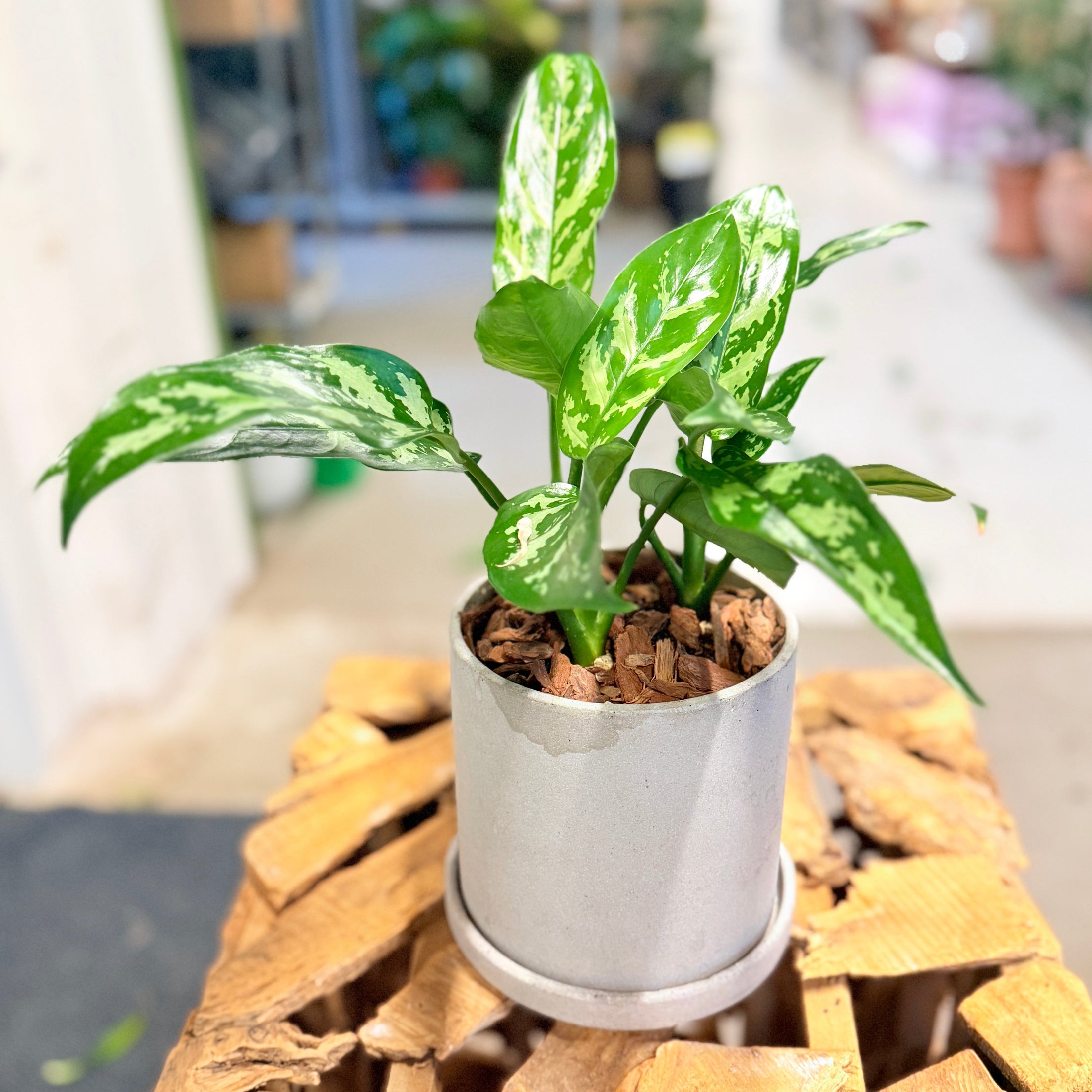 Second Hand Aglaonema – Kinesisk Stedsegrøn 30 cm i Fiber-Cement Krukke