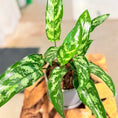 Indlæs billede i gallerivisning, Second Hand Aglaonema – Kinesisk Stedsegrøn 30 cm i Fiber-Cement Krukke
