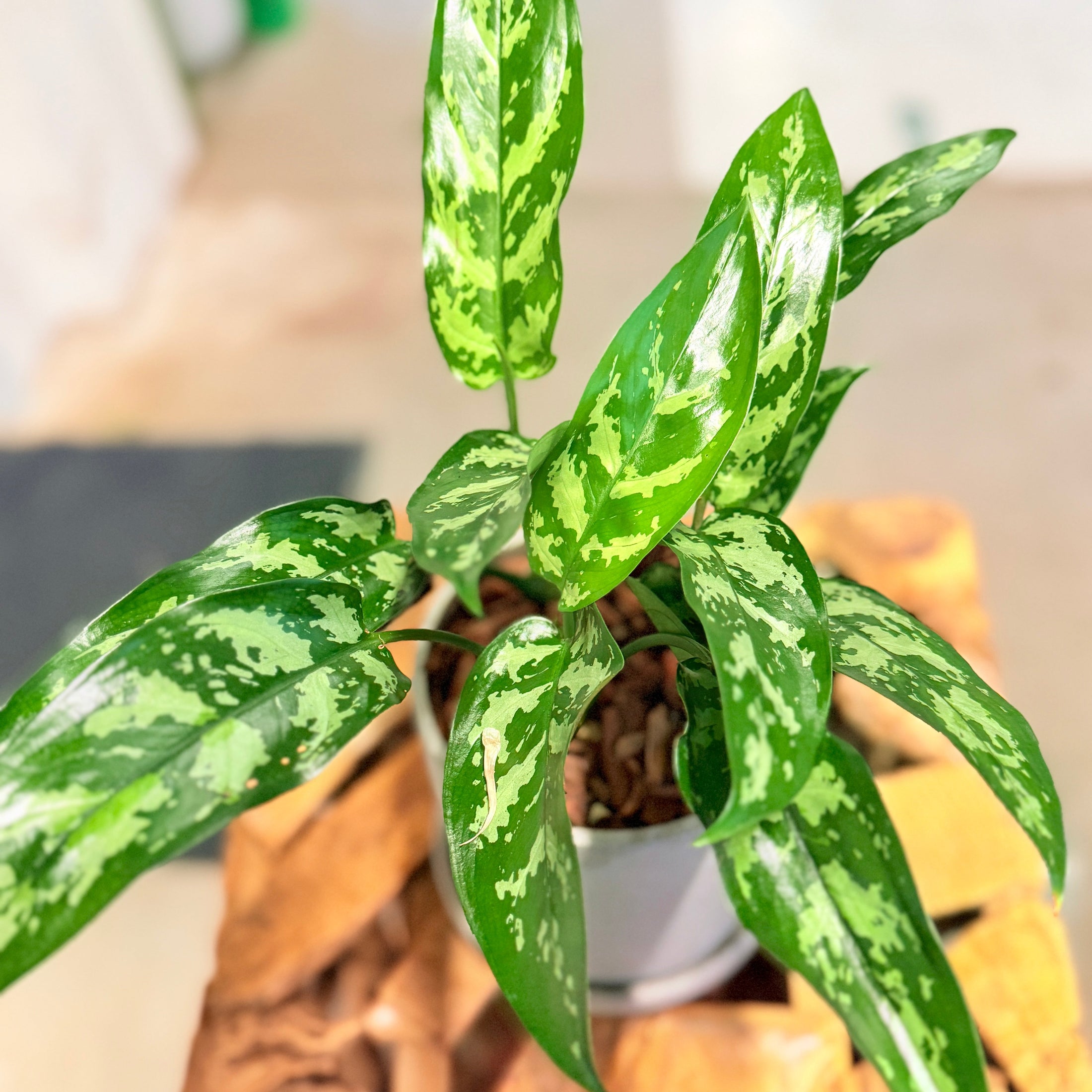 Second Hand Aglaonema – Kinesisk Stedsegrøn 30 cm i Fiber-Cement Krukke