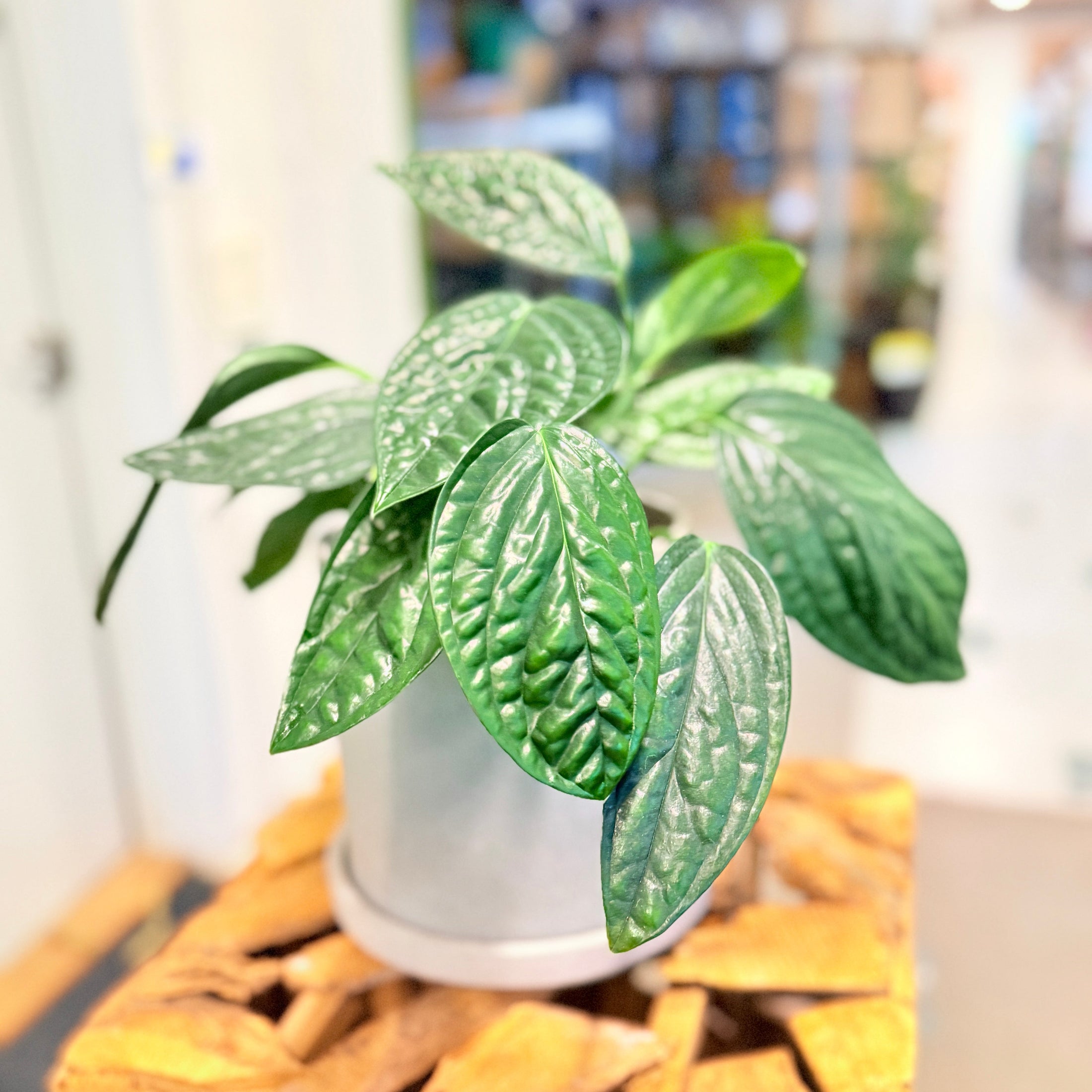 Second Hand Monstera Siltepecana – Sølvmonstera 25 cm i Fiber-Cement Krukke