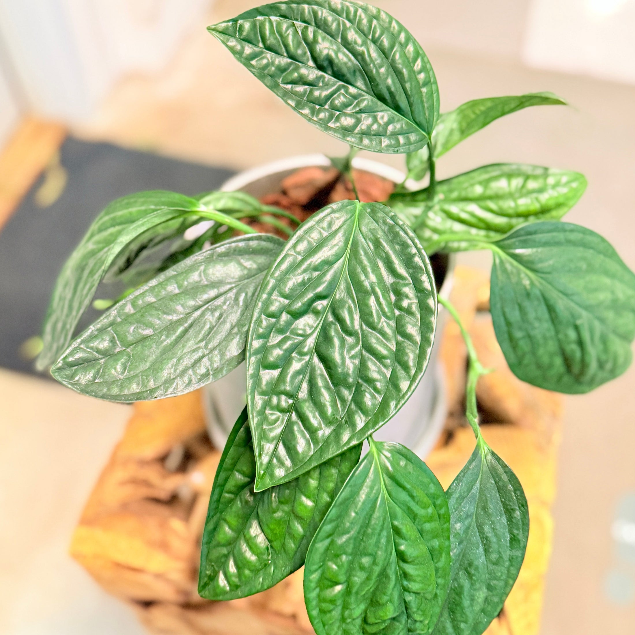 Second Hand Monstera Siltepecana – Sølvmonstera 25 cm i Fiber-Cement Krukke